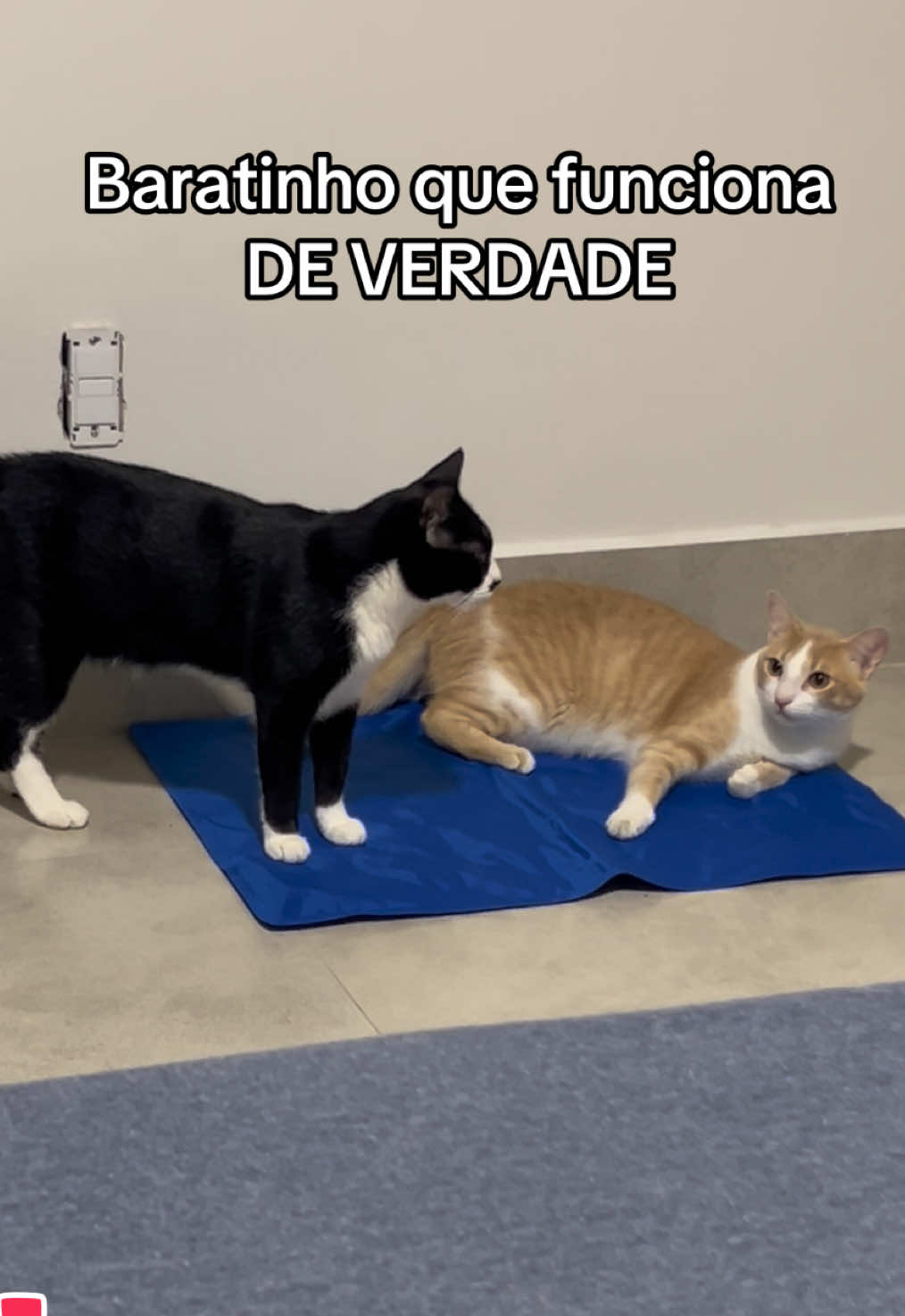 @cantinho pet