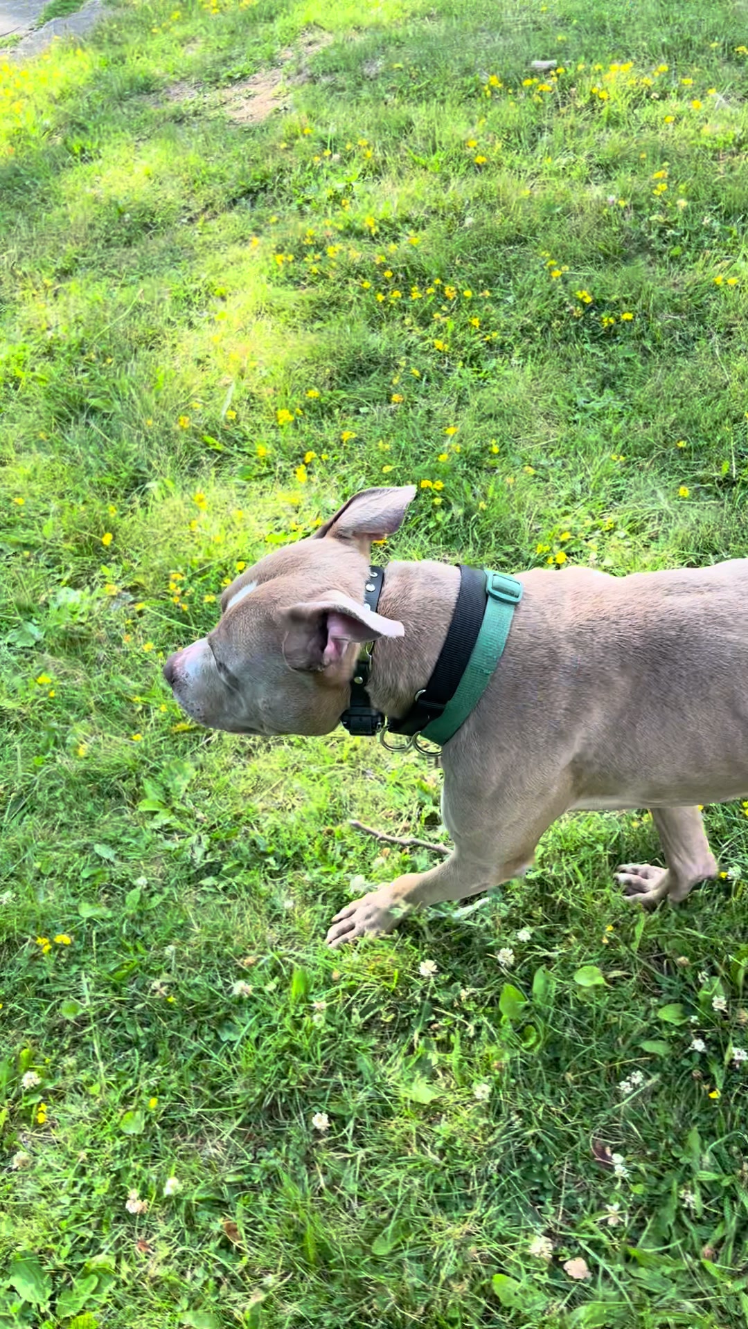 @Jay TheDog Trainer