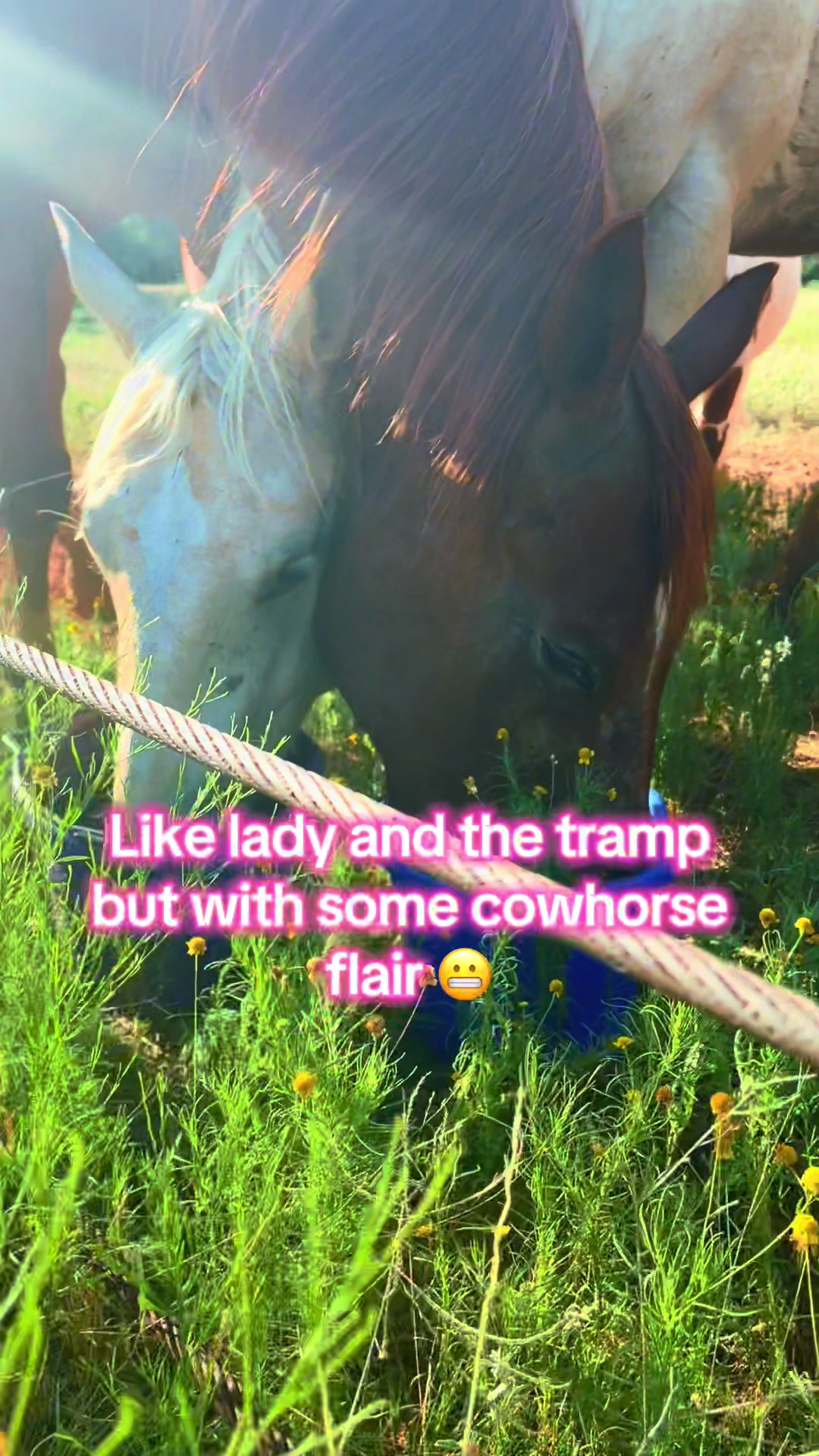 @haley&horses