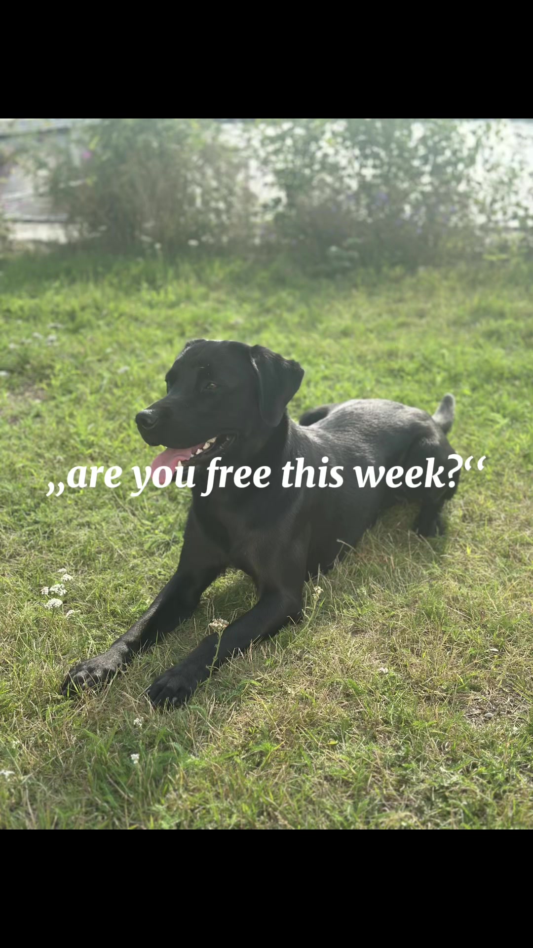 @dutch_lab_stories