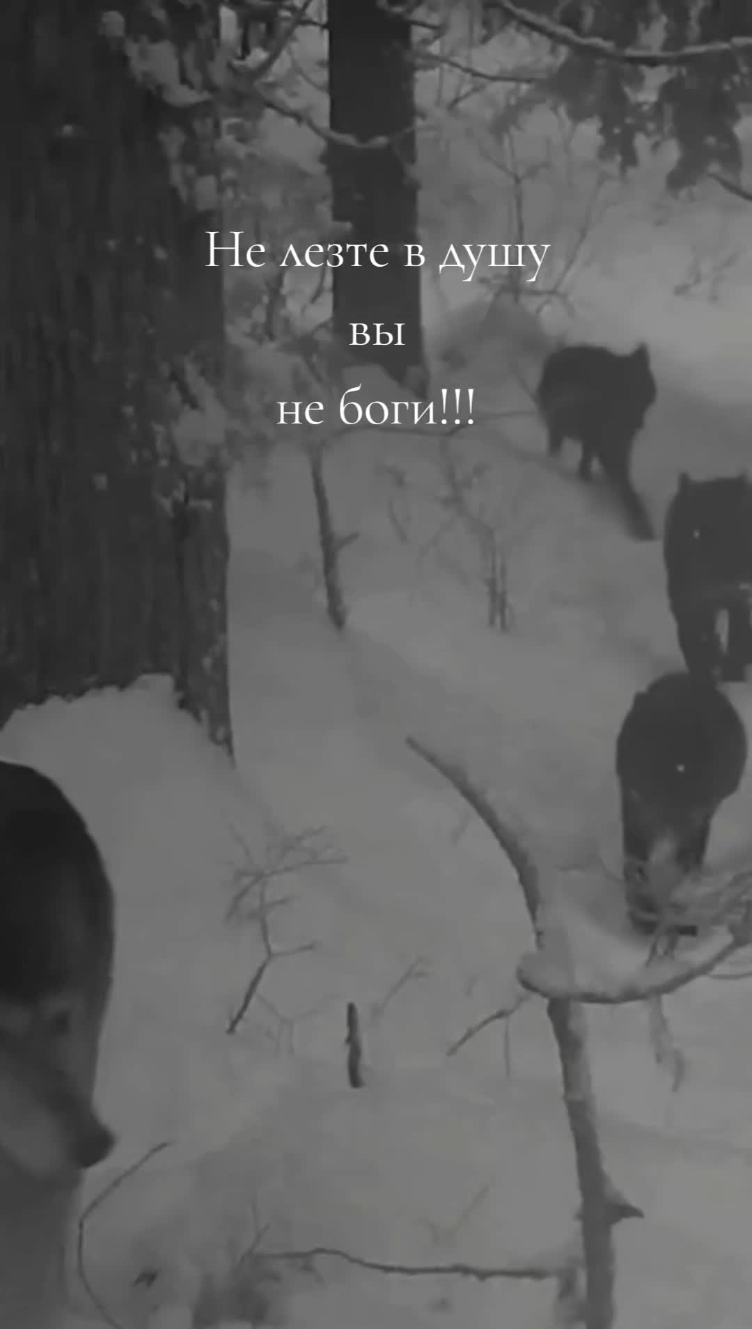 @Волчица и её волк❤️