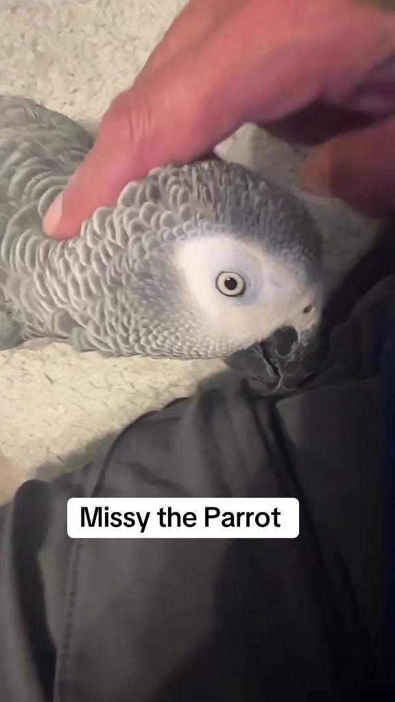 @Norman and Missy the Parrot