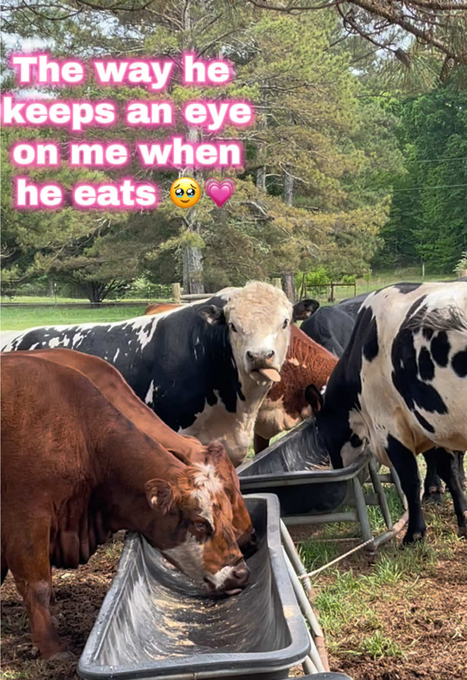 @Georgia Farm Girl