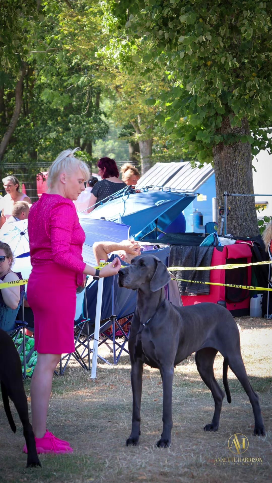 @Chateaudain Great Danes