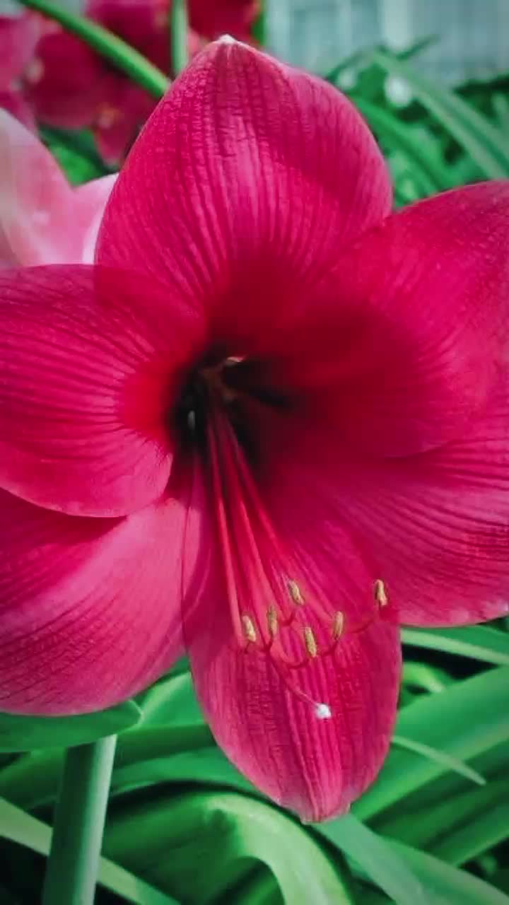 @any🌹rose