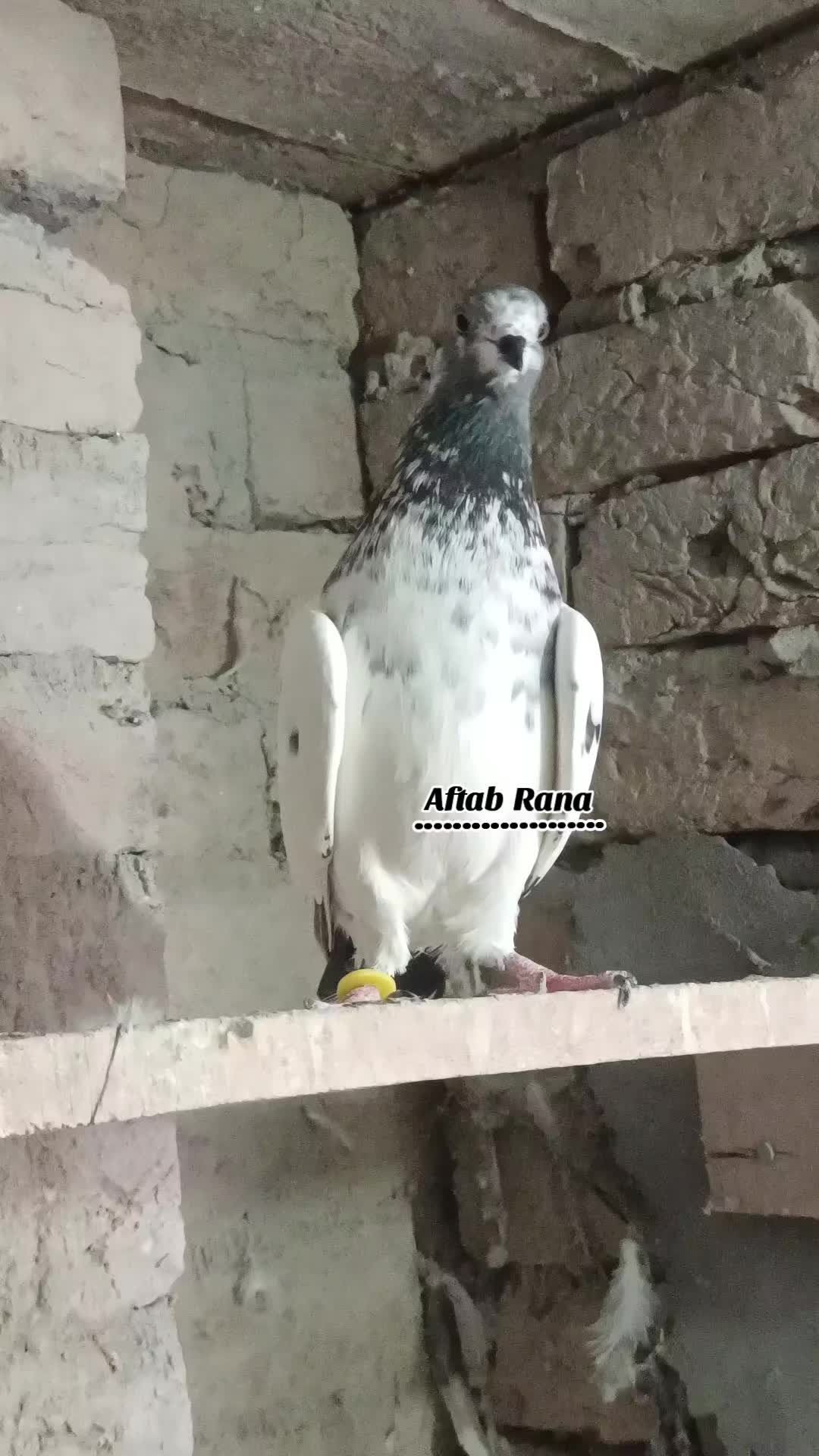 @آفتاب رانا۰۰(میانوالی)