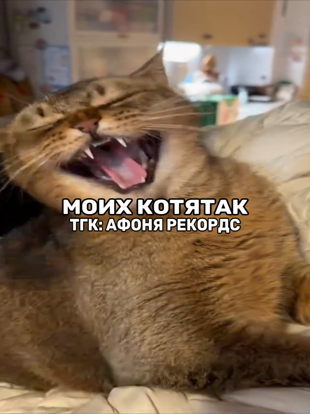 @афоня рекордс