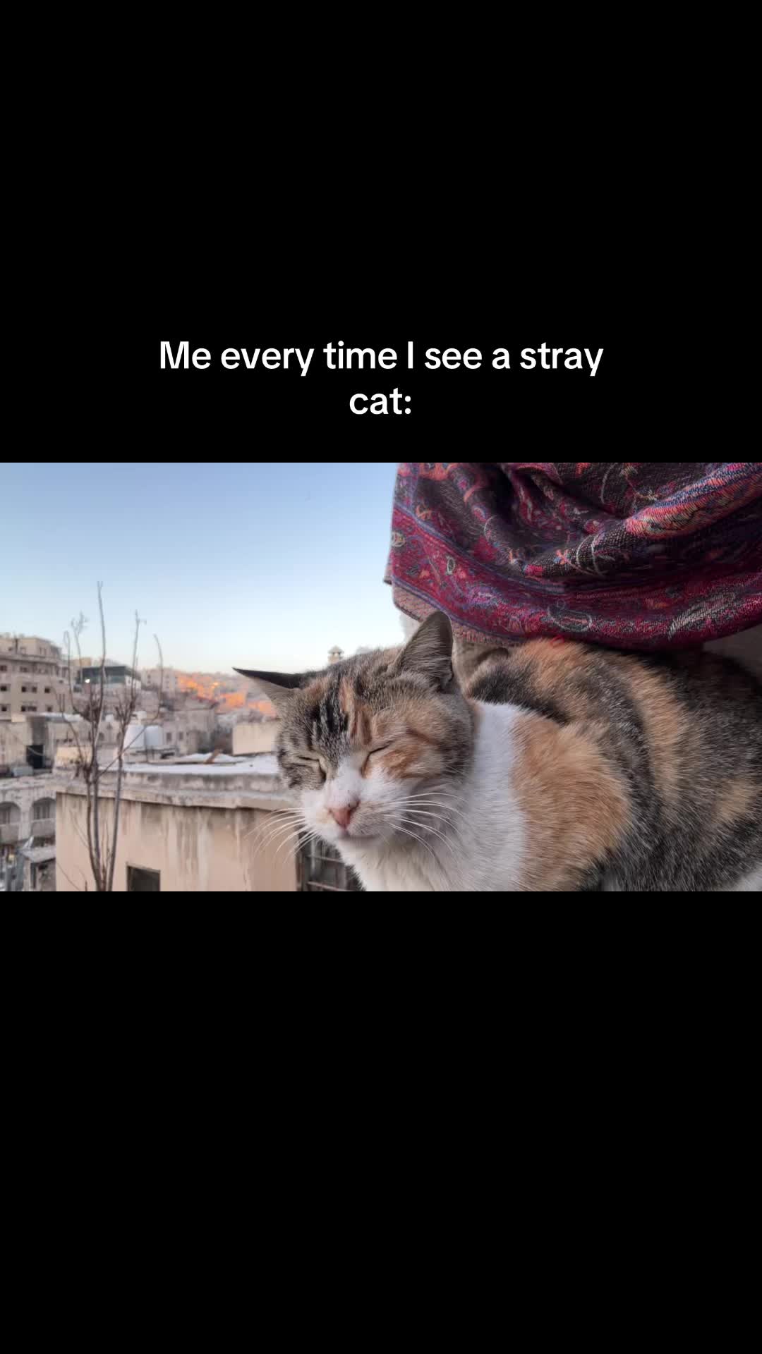 @🇵🇸