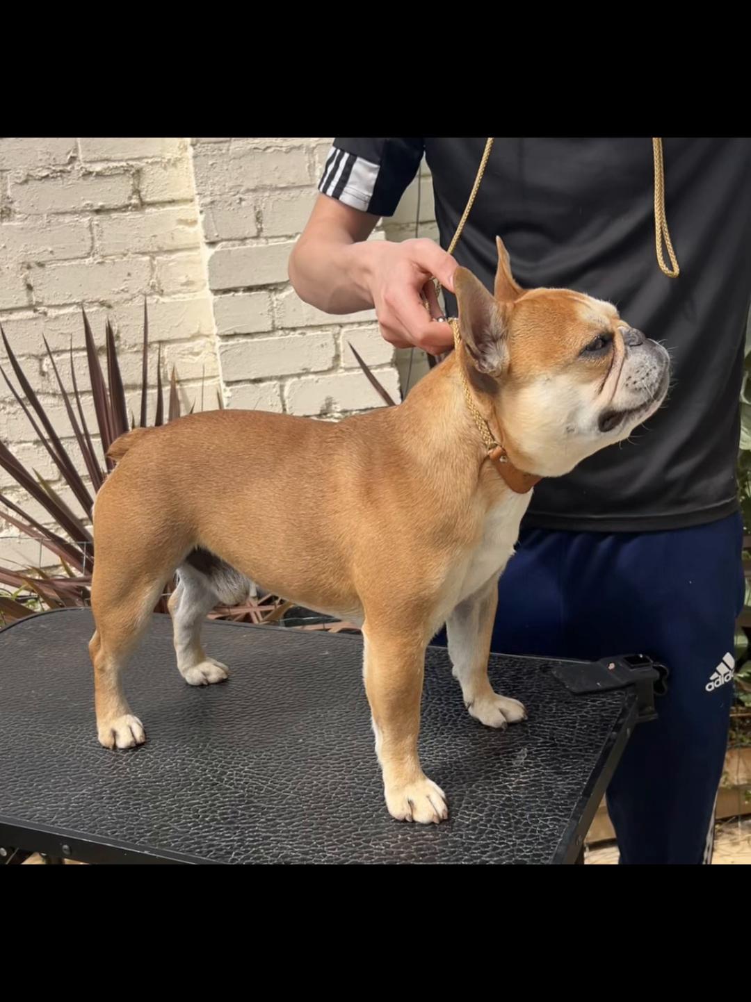 @perfectibull_uk