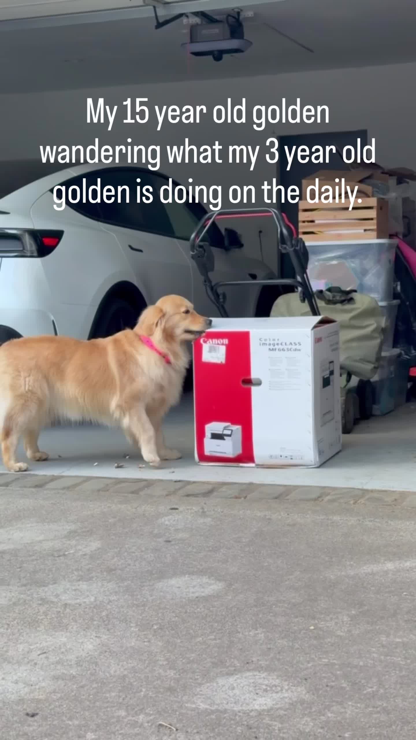 @DogMomisms