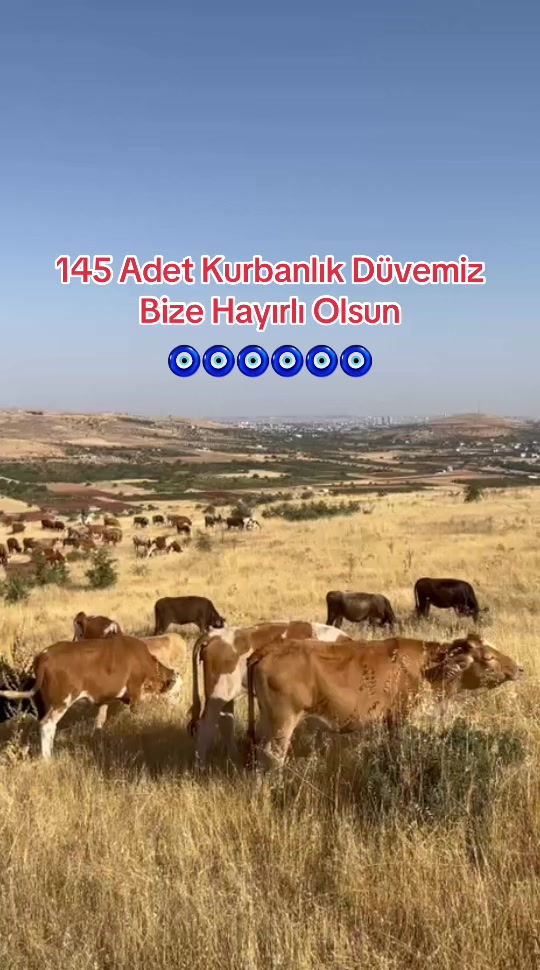 @Cemil Tekkanat
