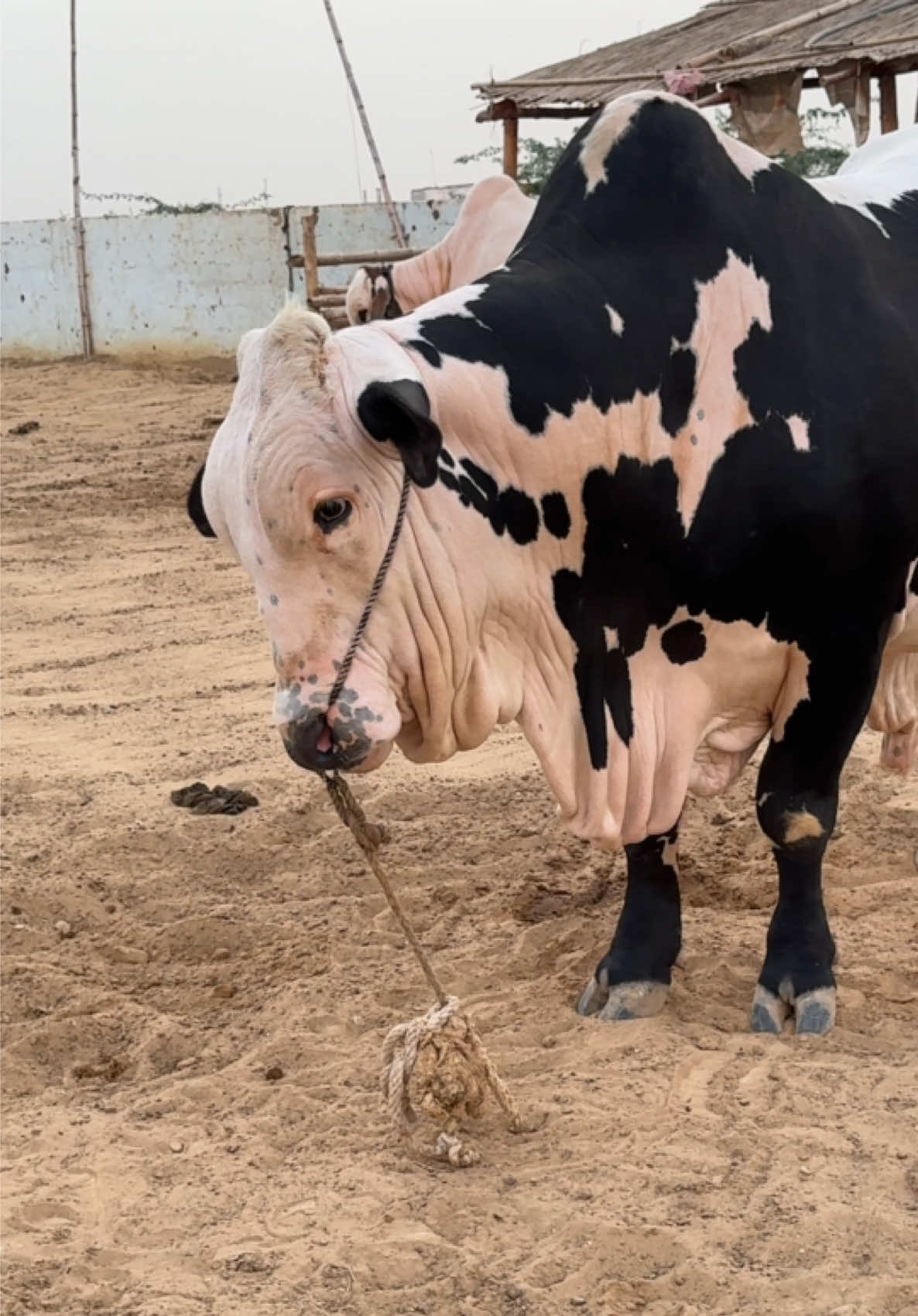 @Karachi Bull lovers