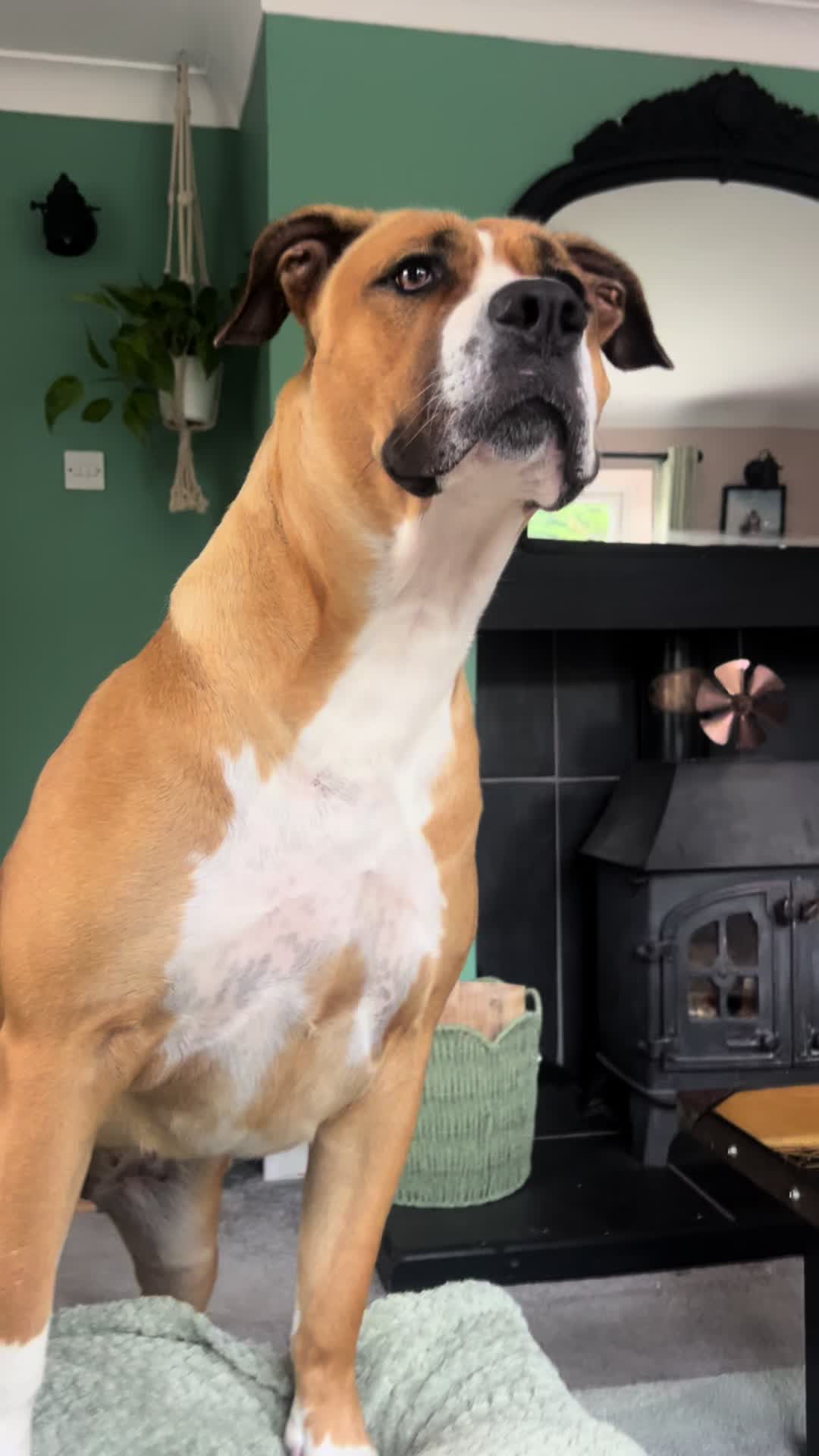 @Croesy Canine Services