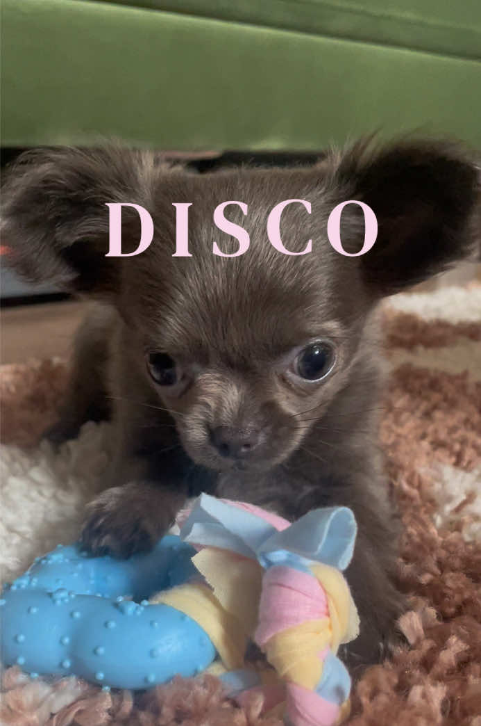 @dailydoseofdisco