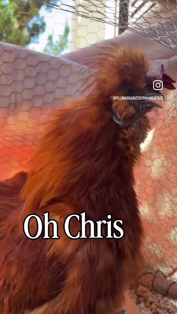 @Jake_fromStateFarm8592🥷