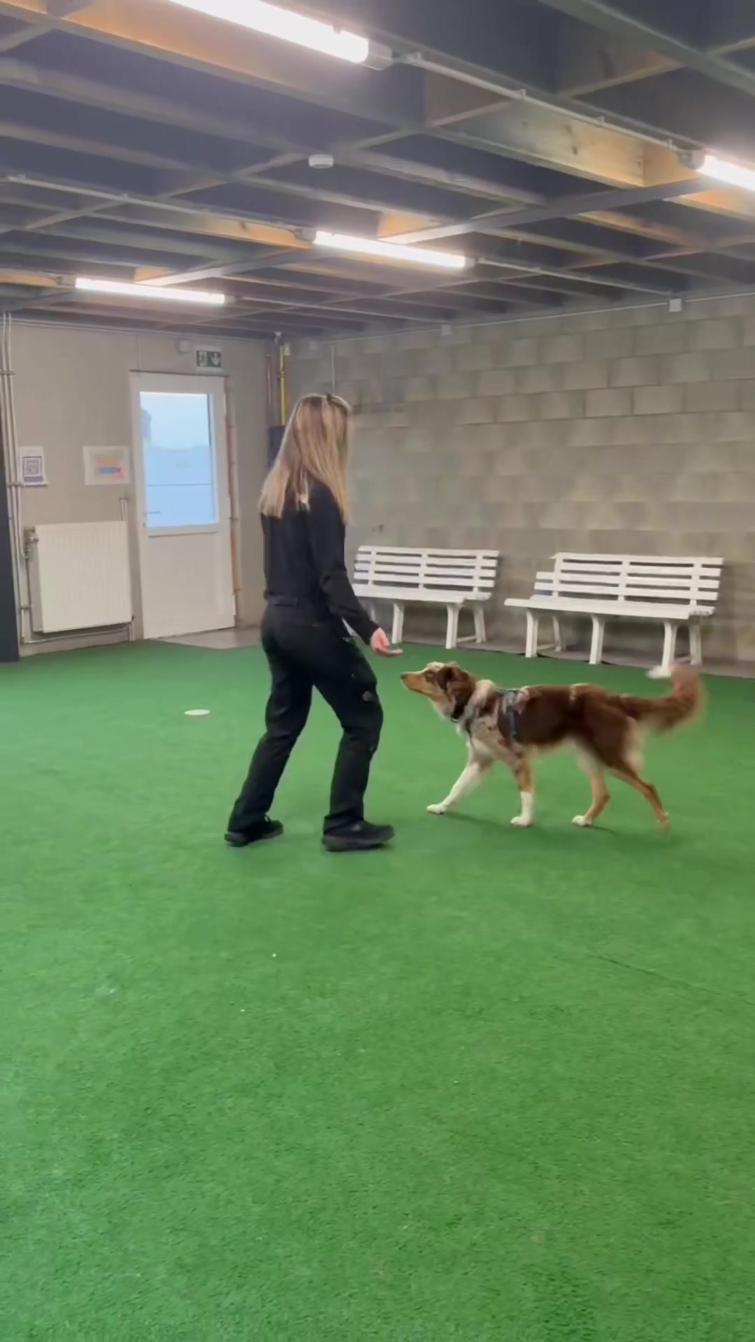 @The flash dogs