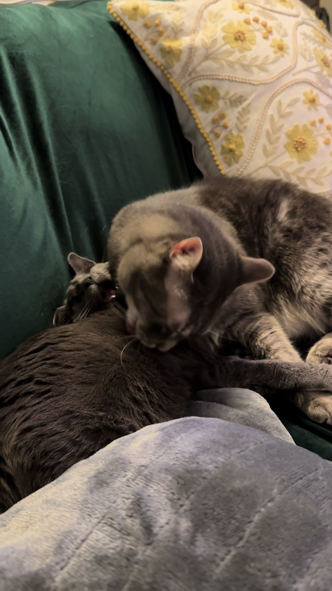 @my2blindcats