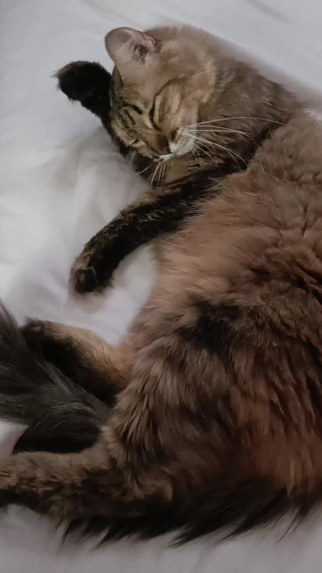 @negrita y peluche