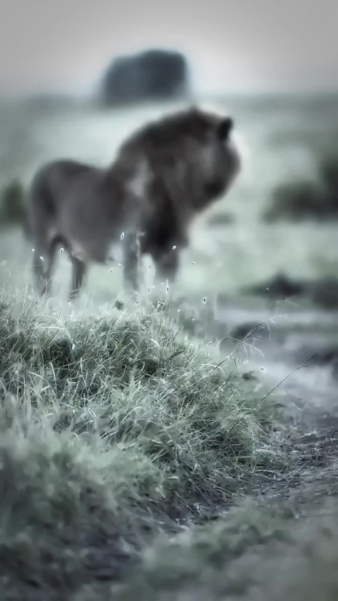 @lion_world5