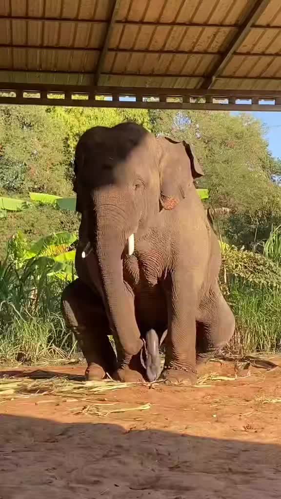 @Wild life