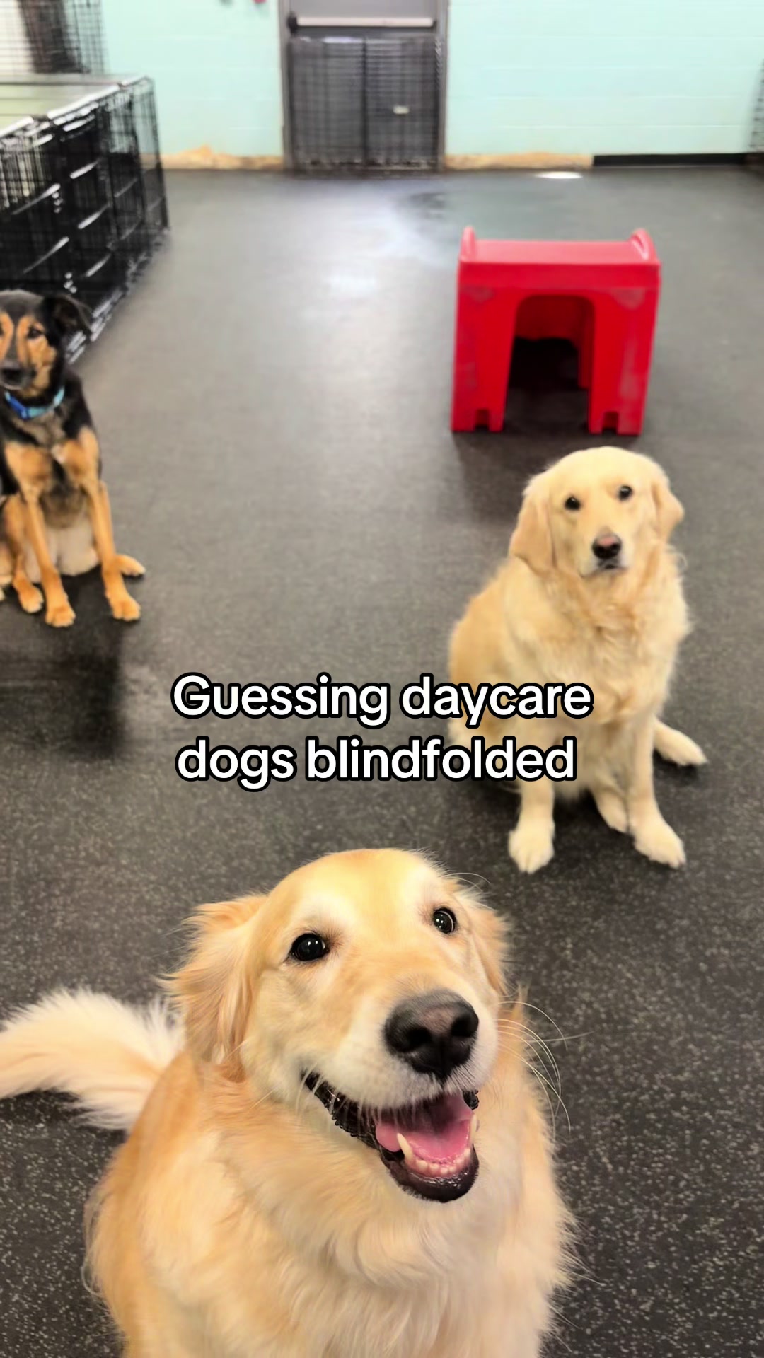 @Dogtopia South Ann Arbor