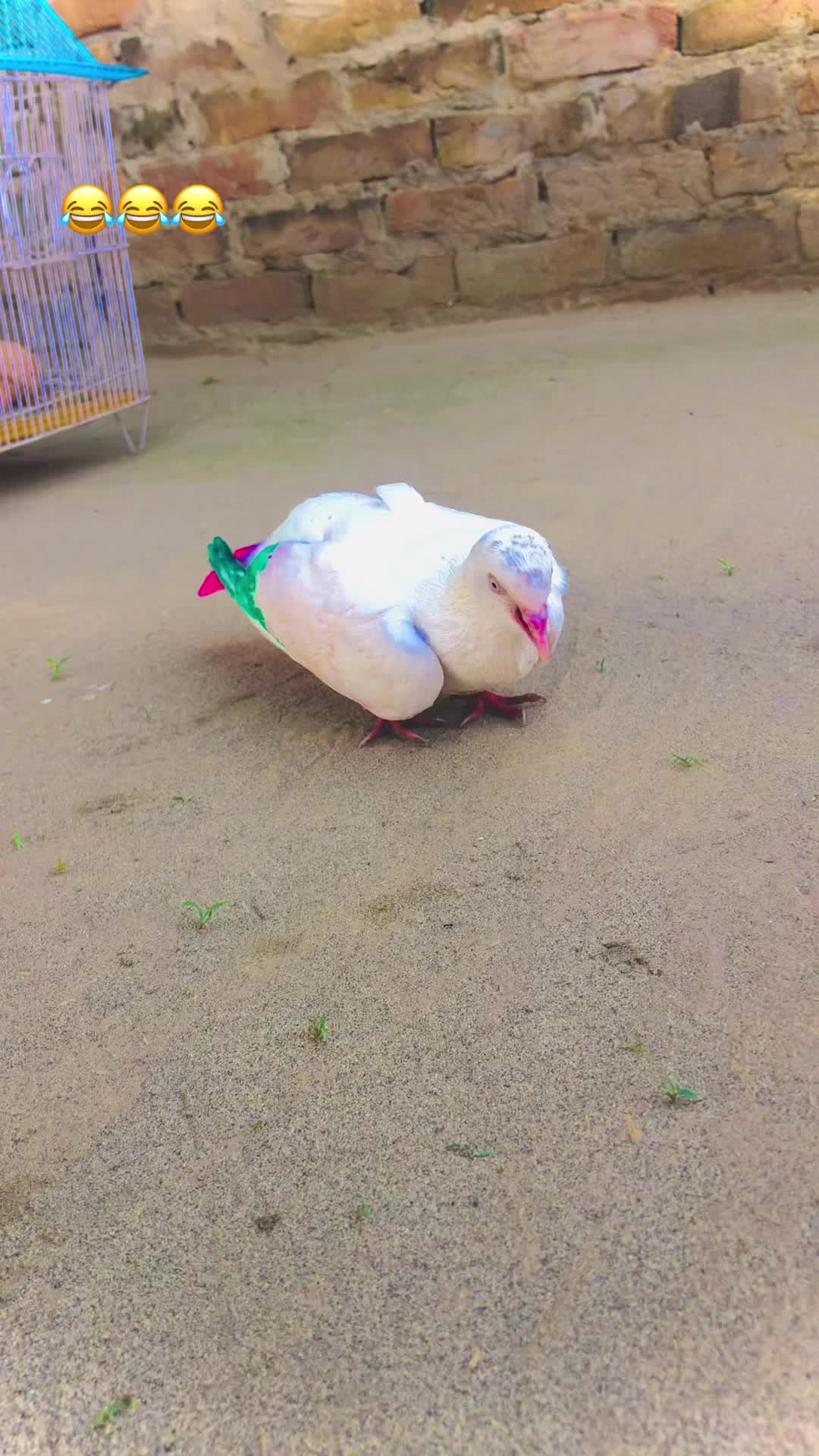 @ʜᴀʀᴏᴏɴ ᴊᴏʏɪᴀ