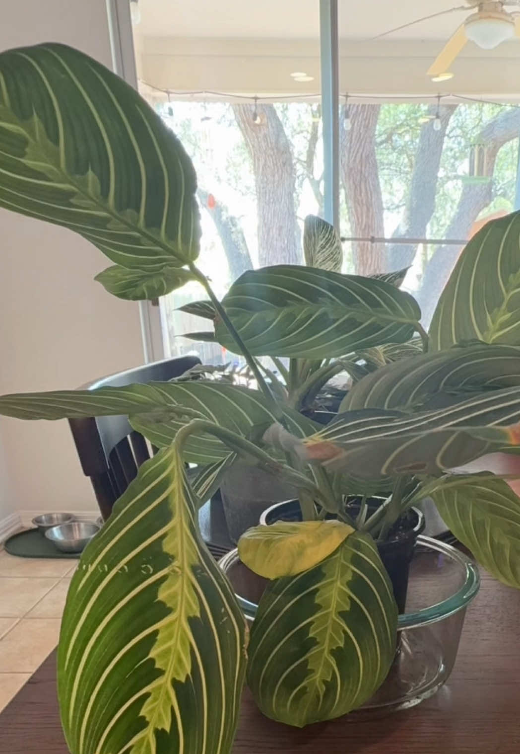 @que3nBeans_plants
