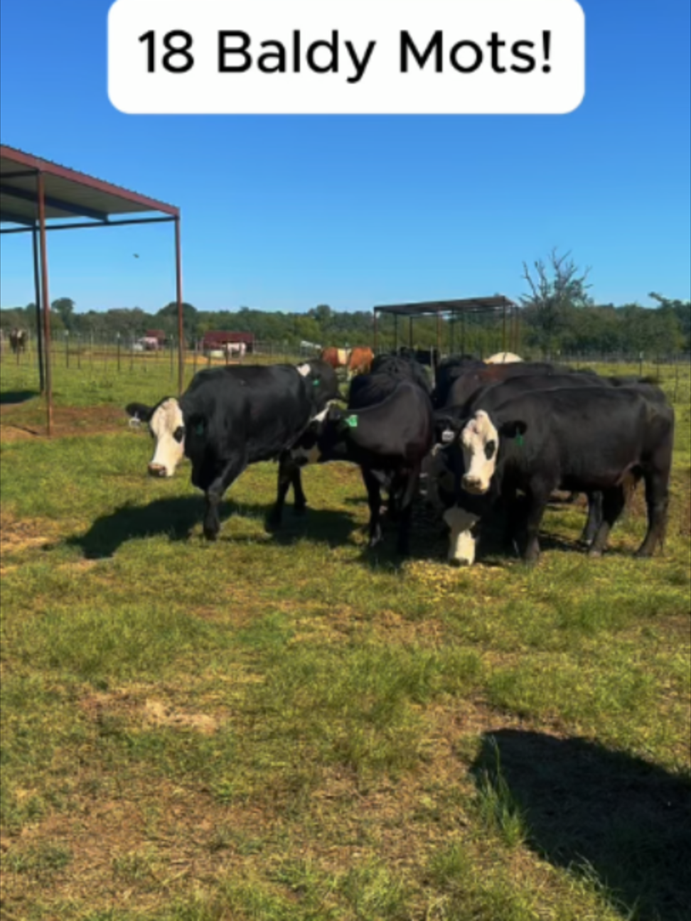 @Rutherford Land and Cattle