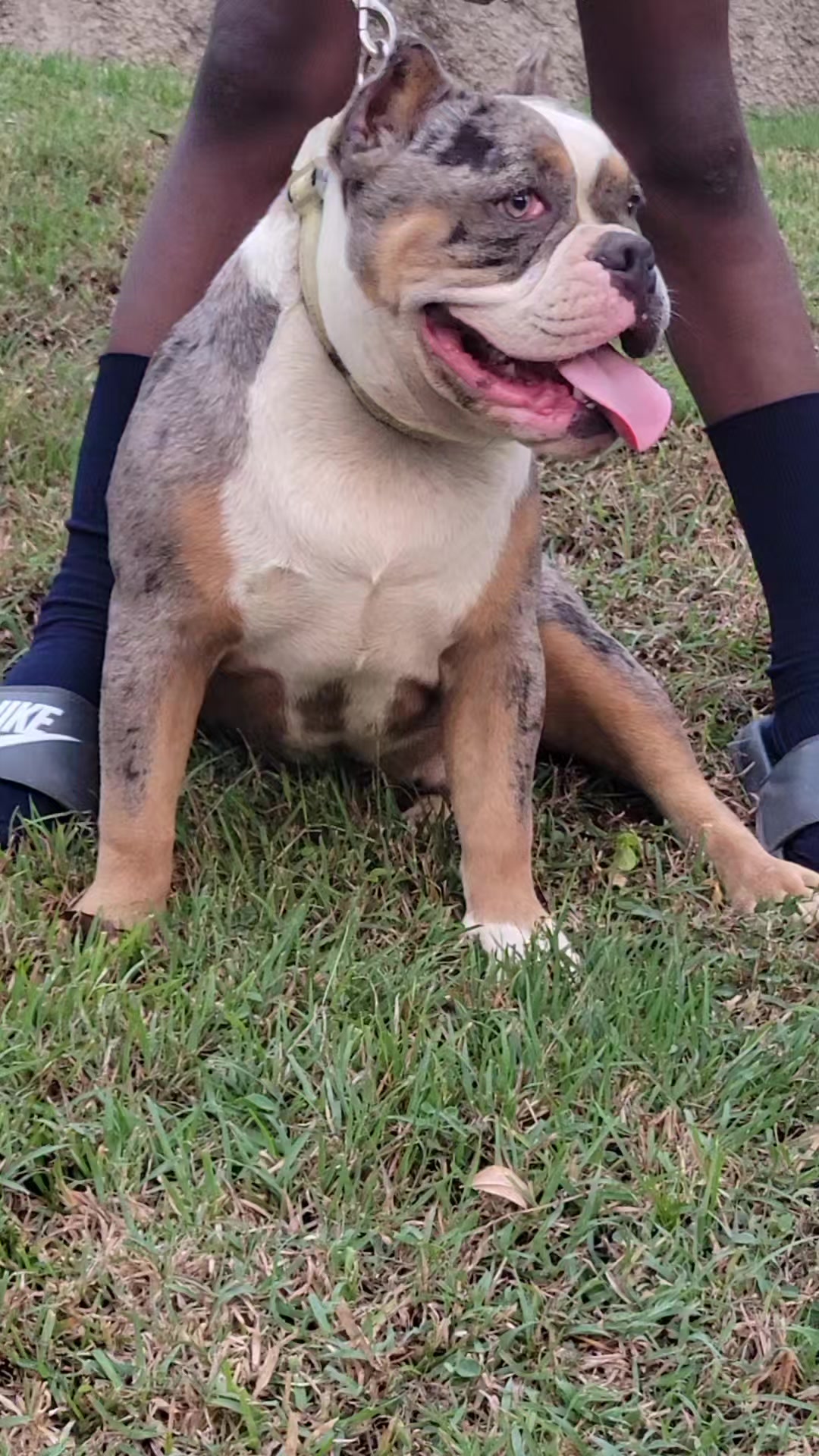 @machinesquad kennel