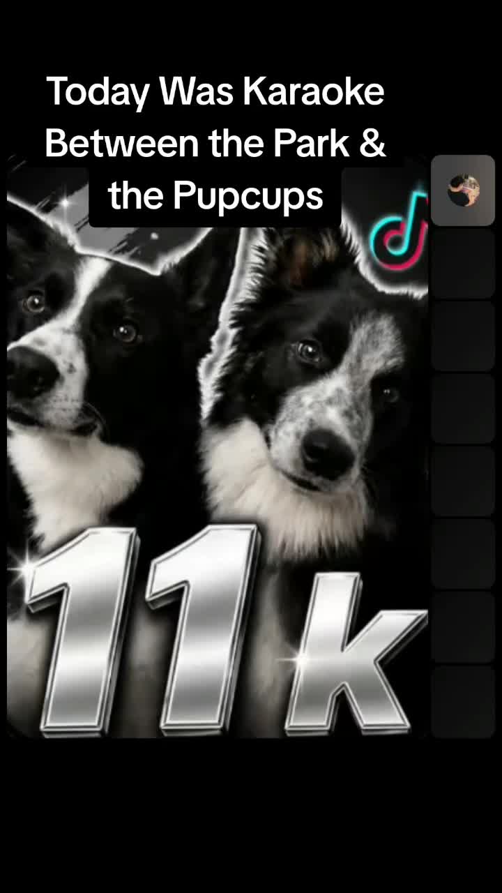 @Bordercollies Anonymous Club