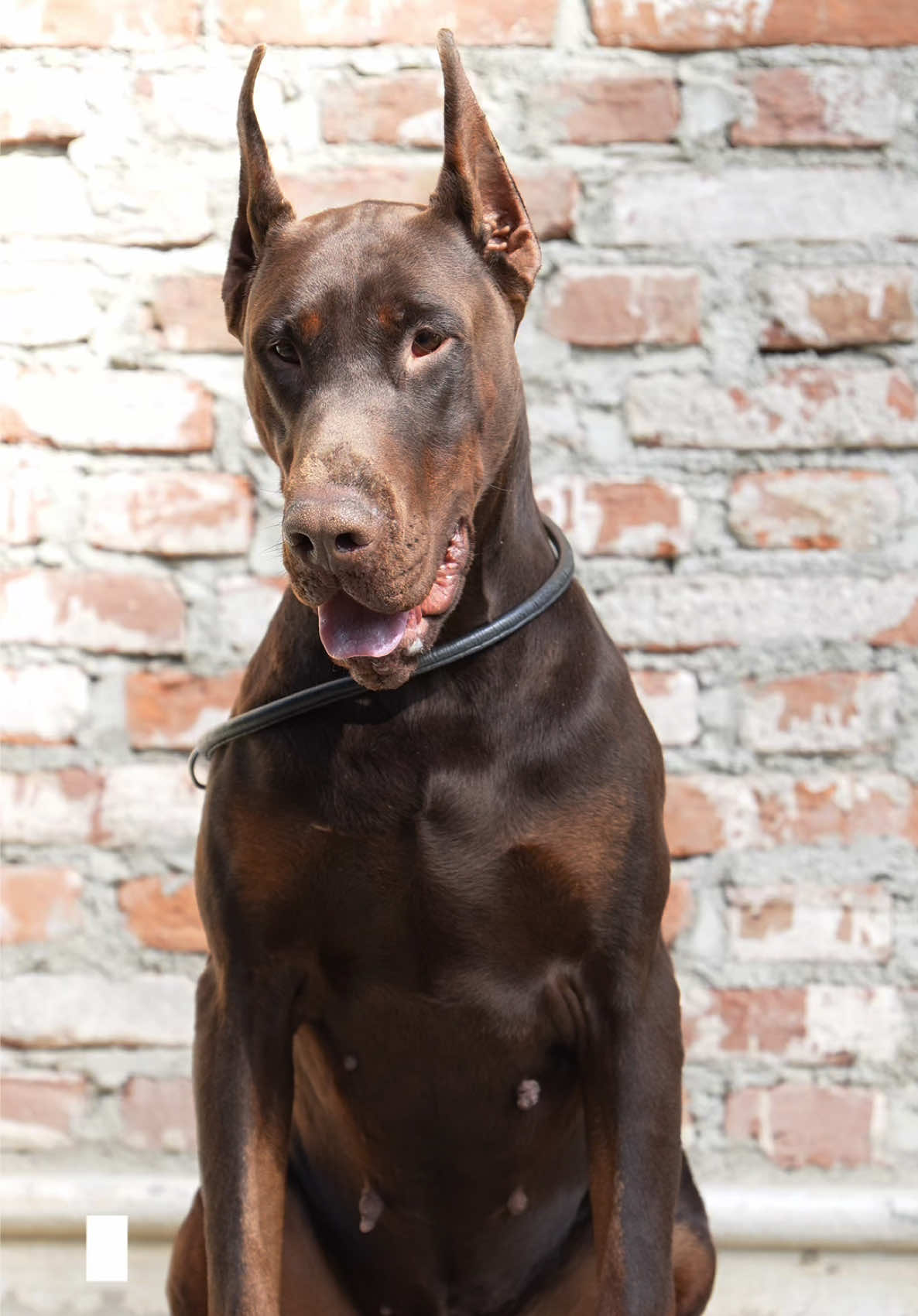 @GRAREVA dobermanns