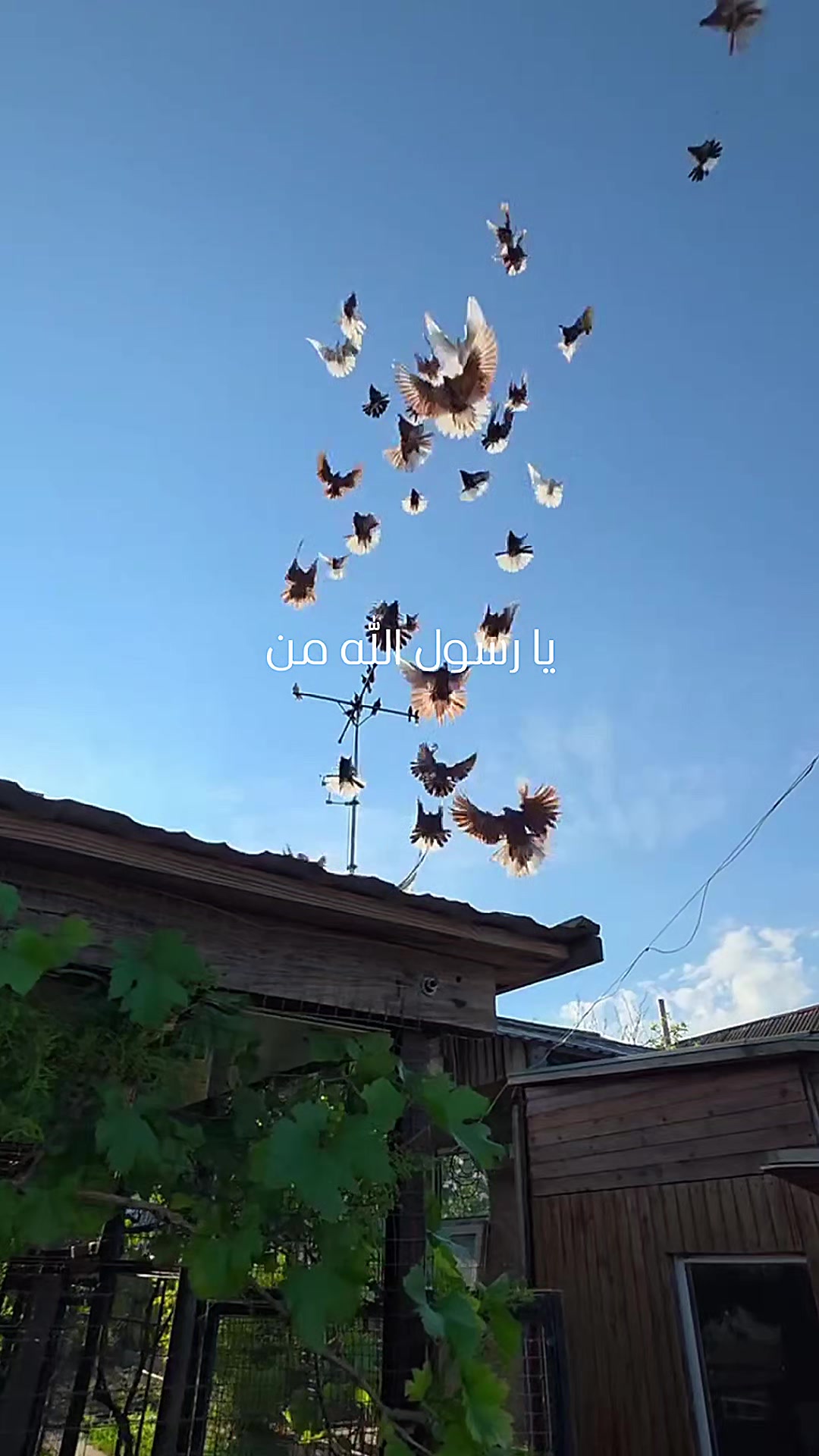 @Pigeons Tv