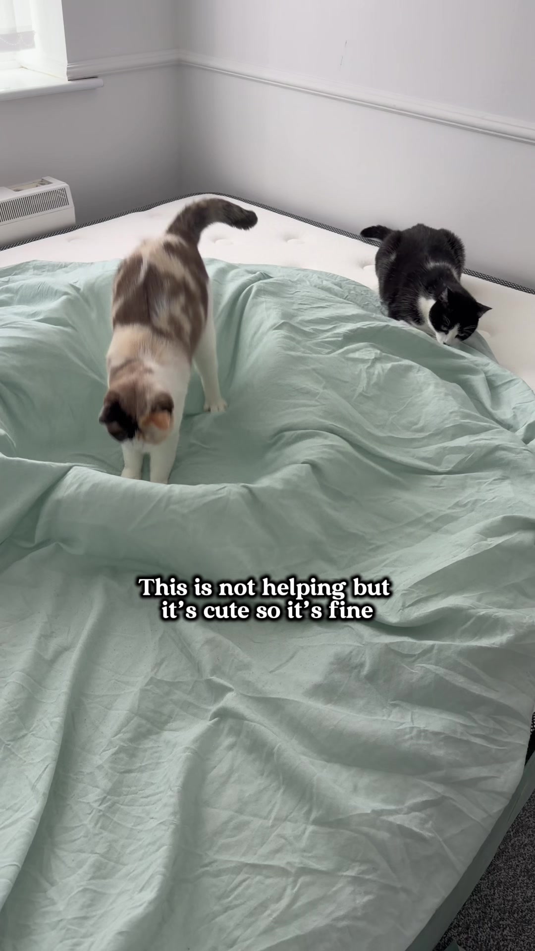 @slavic_cat_mum