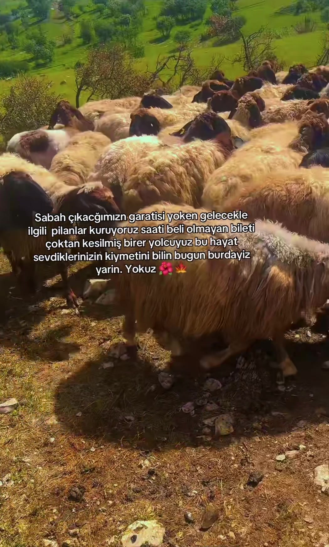 @ŞİYAR ✪