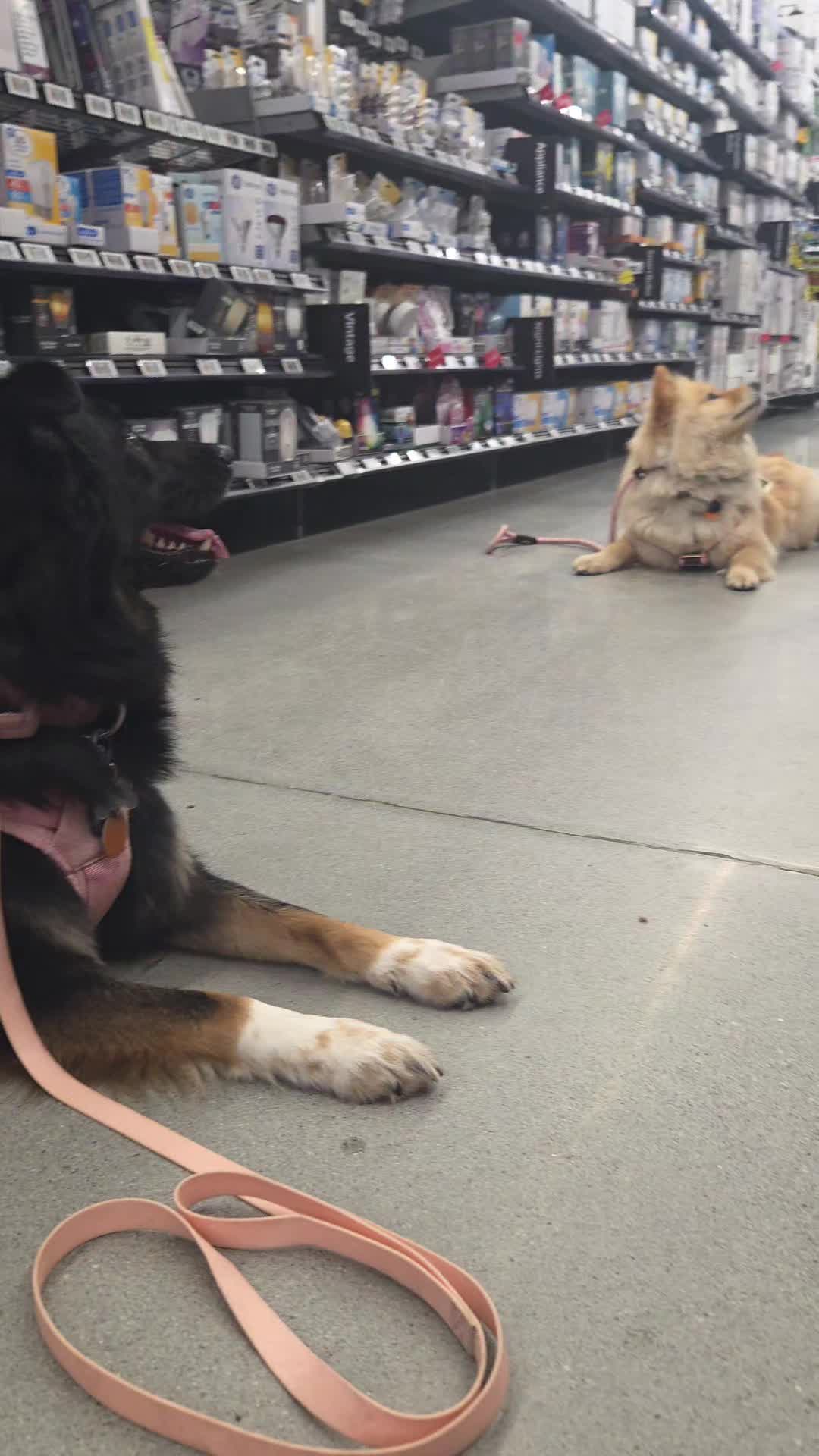 @Nala the Service aussie
