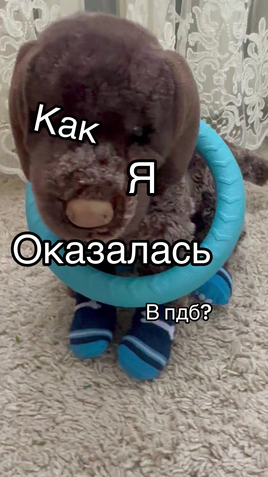 @˚₊‧꒰ა⸰𝙼𝚎𝚕𝚞𝚛𝚒˚໒꒱ ‧₊˚ ┆ᴘᴅʙ