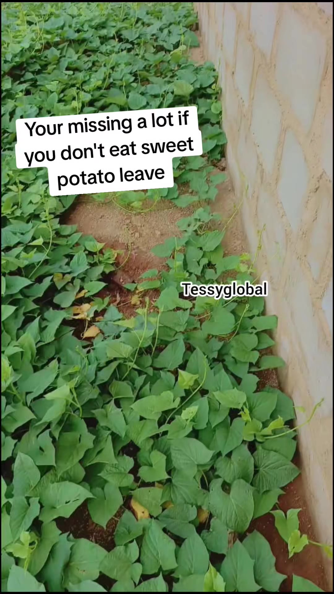 @Tessyglobal (oby)