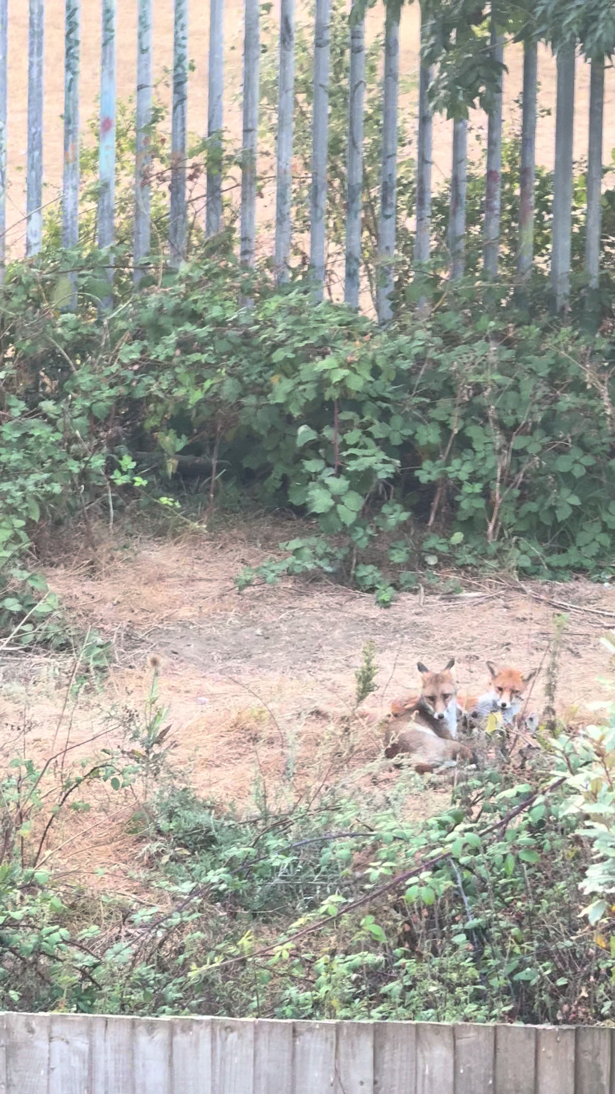 @gp_wildlife