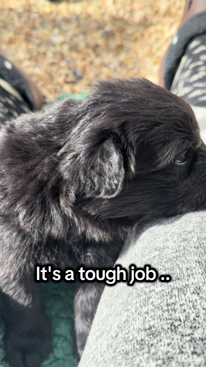 @TheGSDhubwithjennygould