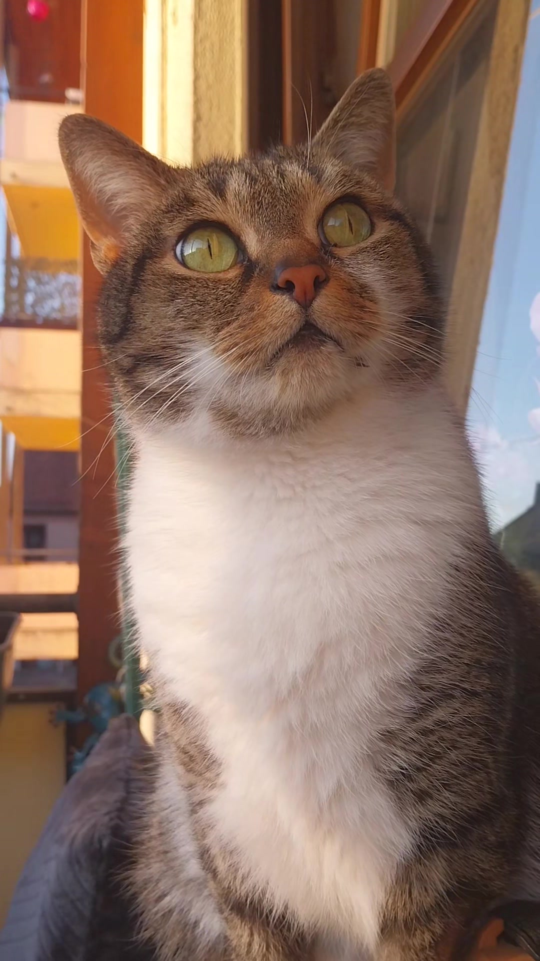 @Scotty🐱🐾🐱🐾 🐱🐾🐱🐾🐱🐾