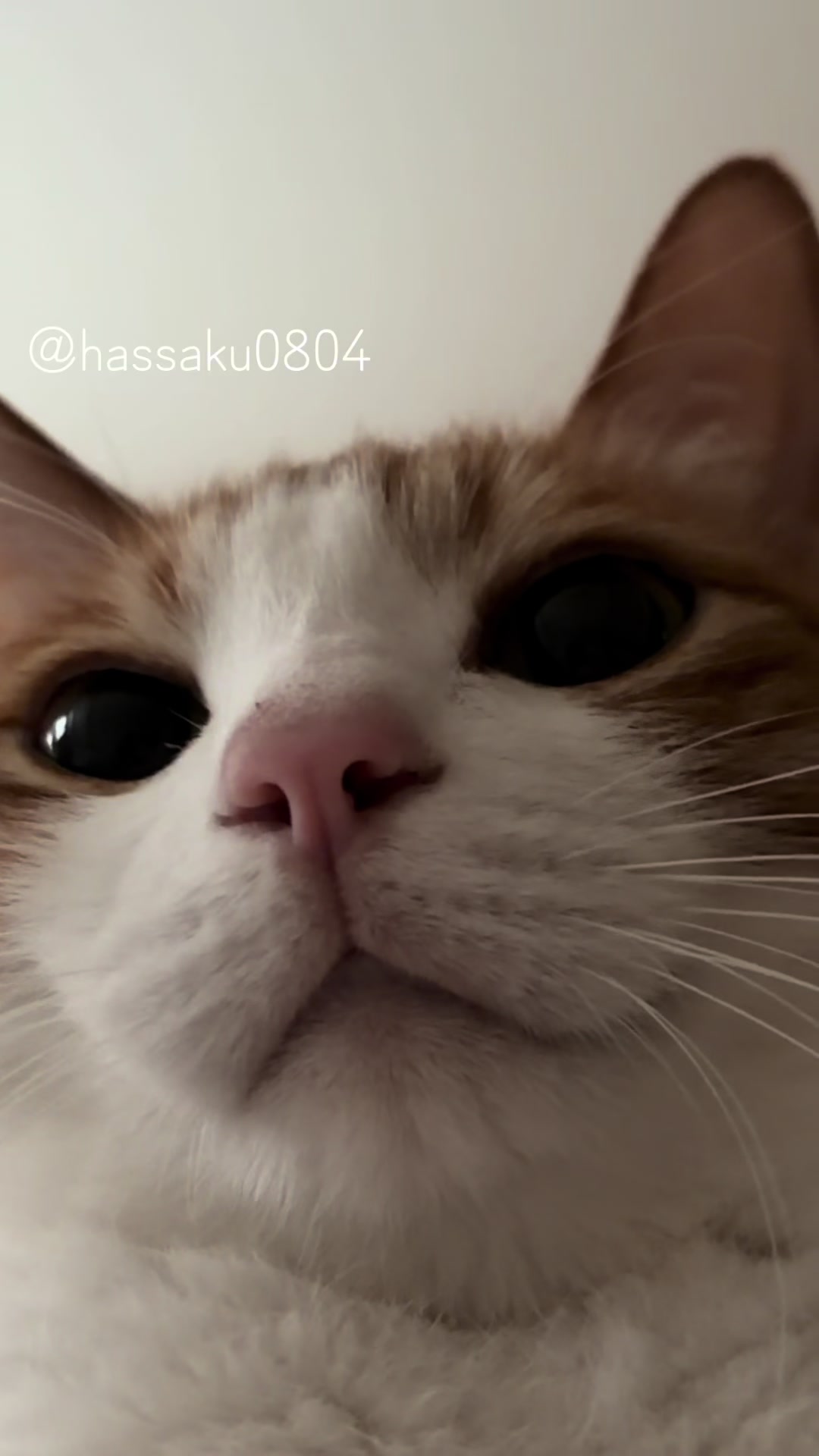 @猫のはっさく