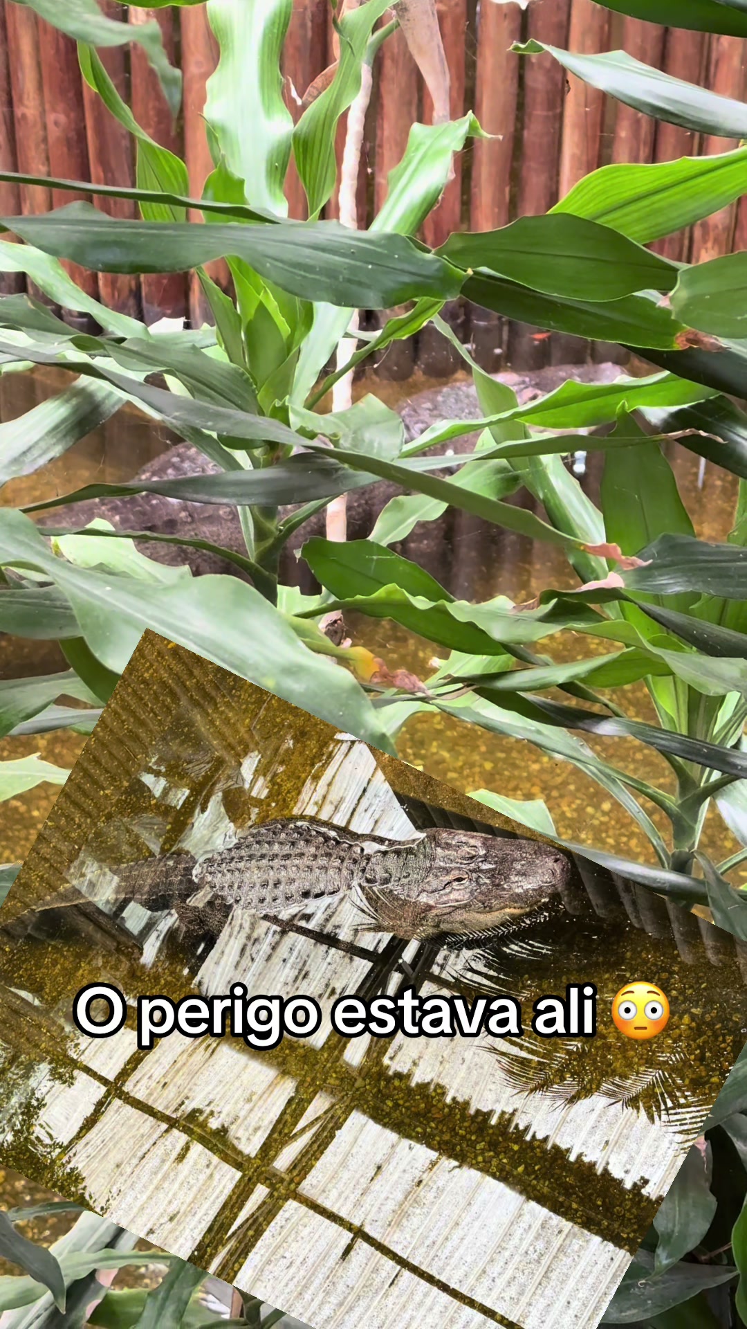@𝐅𝐢𝐥𝐢𝐩𝐞 𝐑𝐚𝐲𝐳𝐚 🇵🇹
