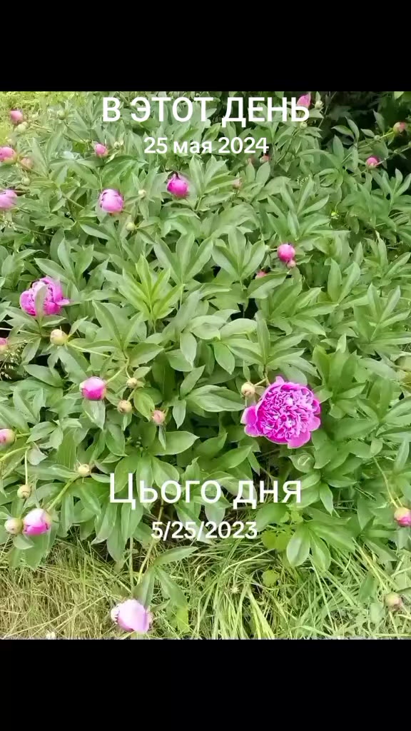 @🇺🇦💖 Танюша_з_України💖🇺🇦