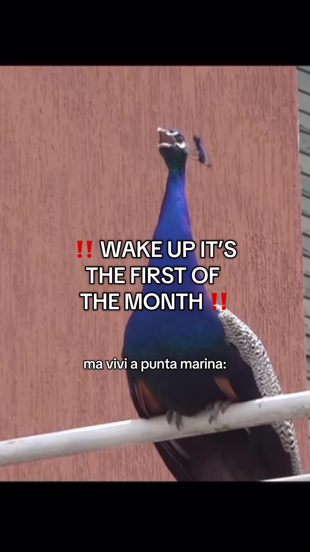 @Marco Ballarini Sindaco
