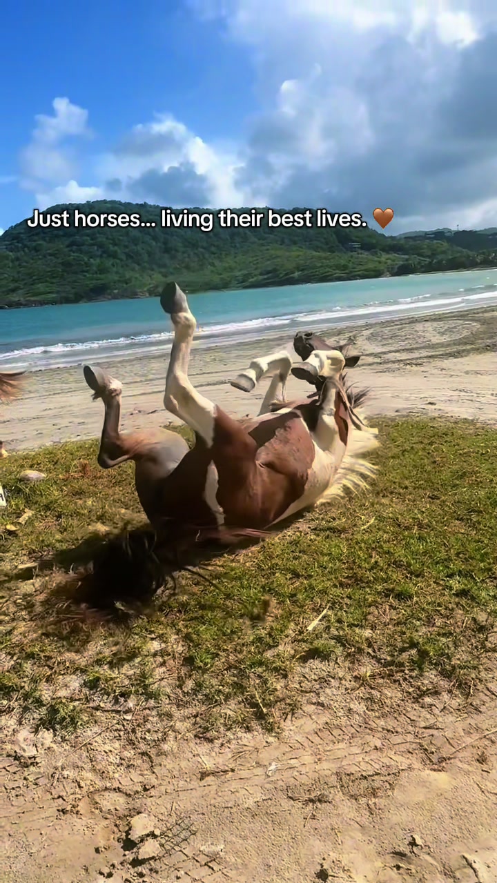 @roots_riding_stables