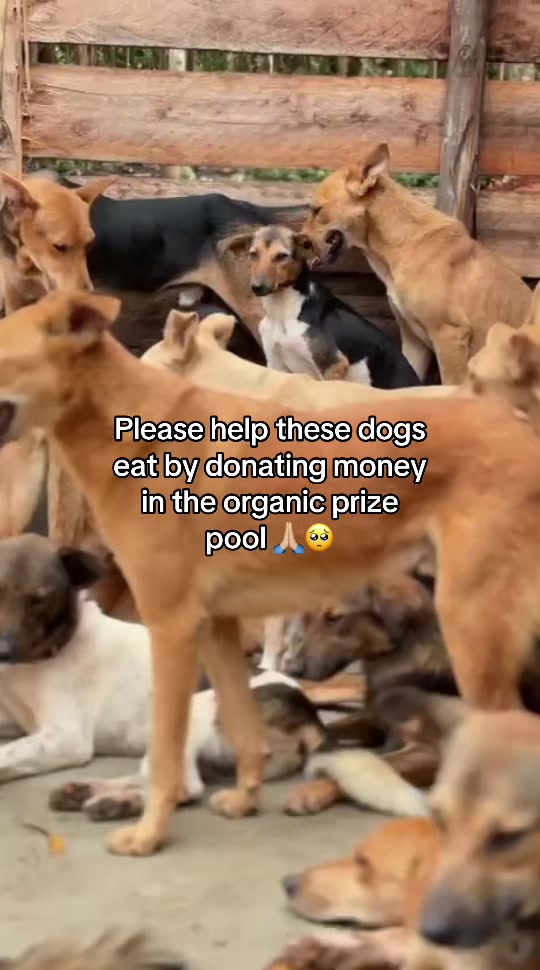 @furry_care_haven