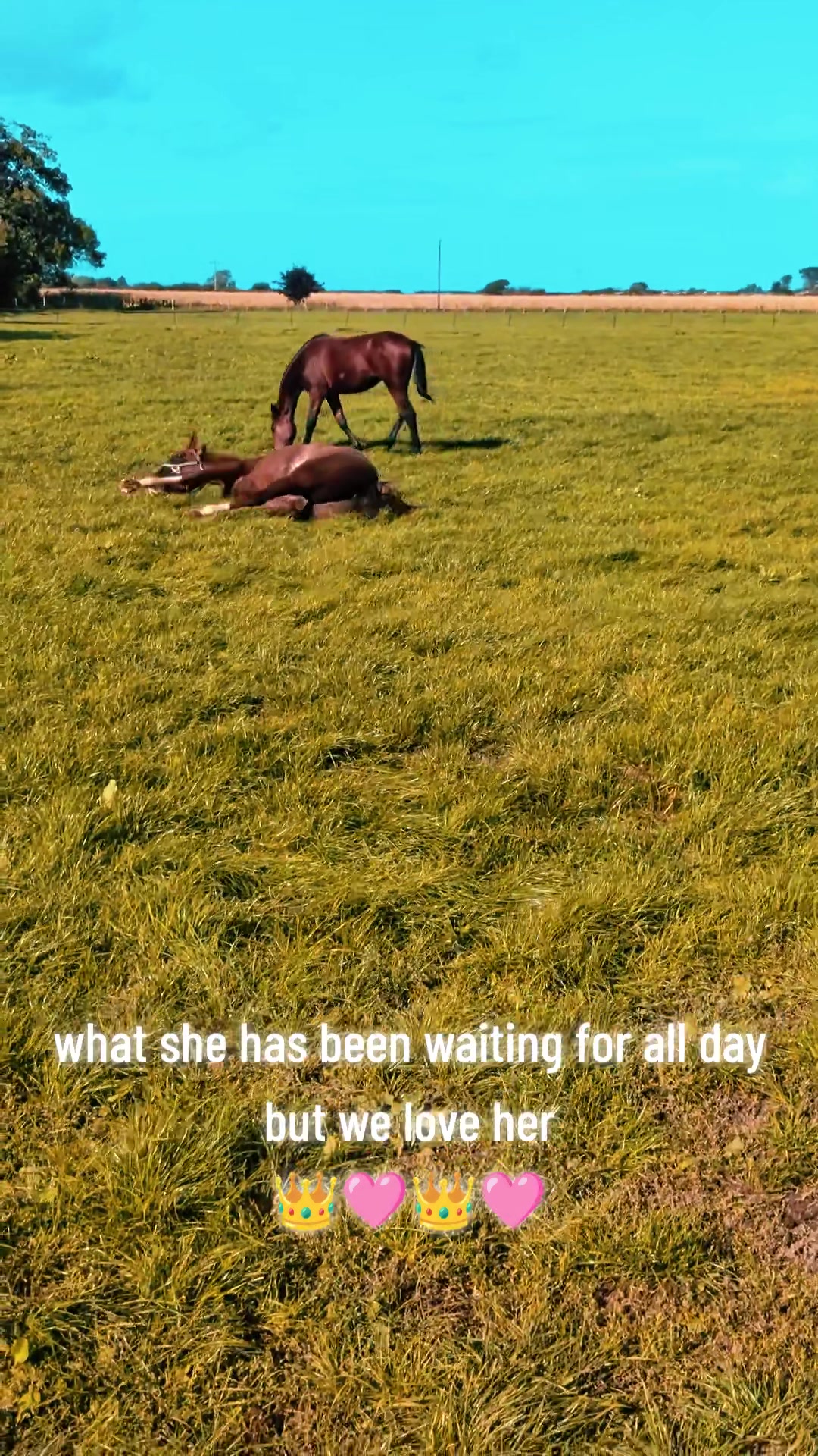 @Skye and the ponies