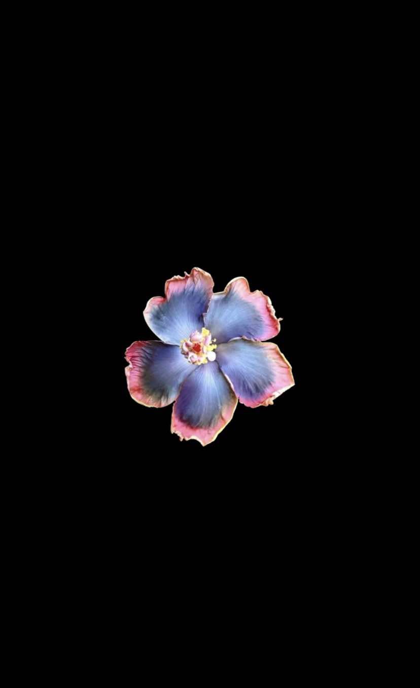 @𝐏𝐨𝐥𝐚'𝐒.𝐬𝐥𝐨𝐩❀