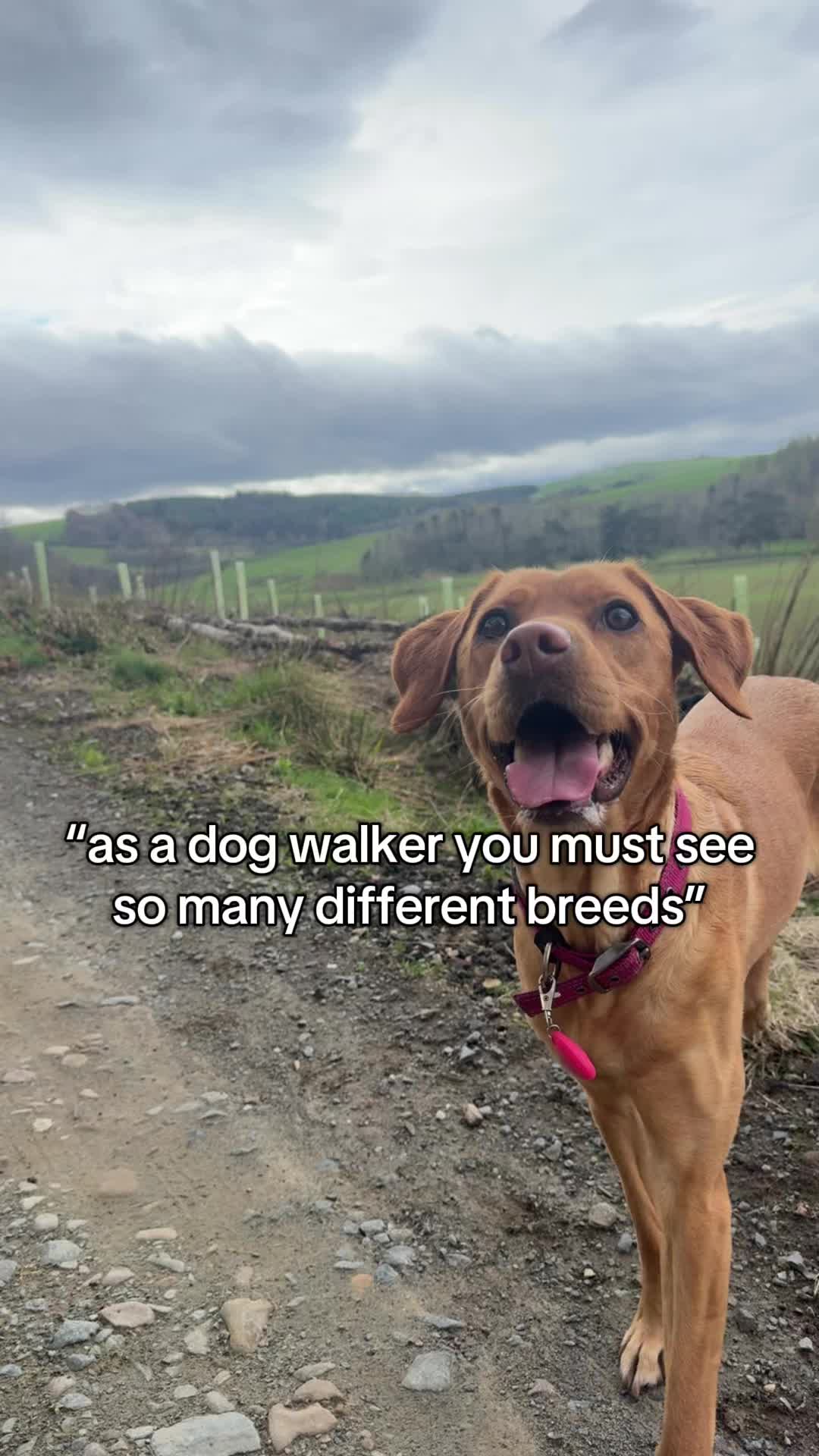 @Paws & Unwind | dog walker