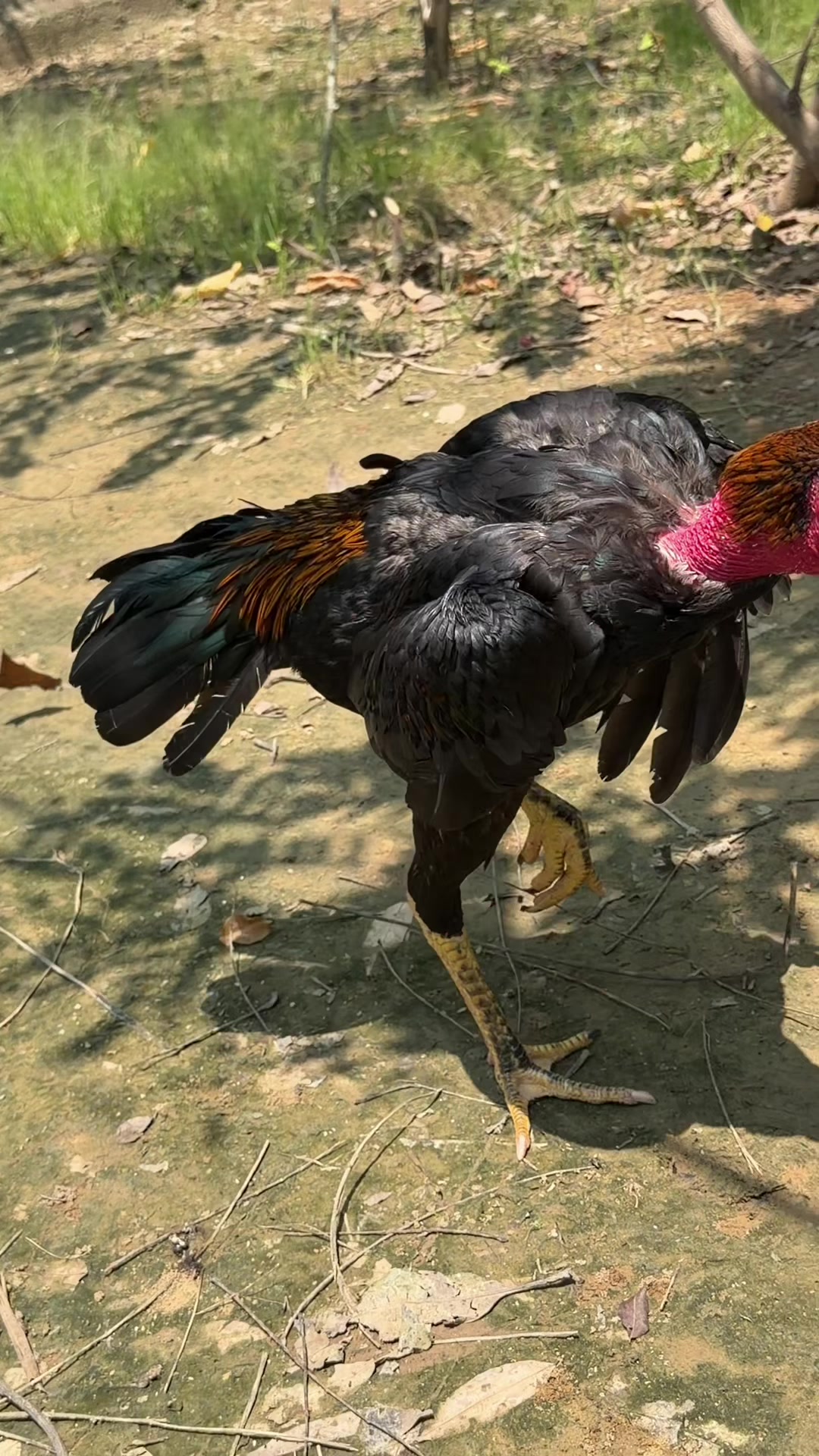@Quốc khánh